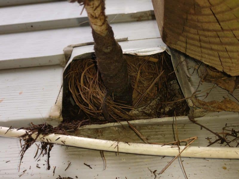 bird nest removal does